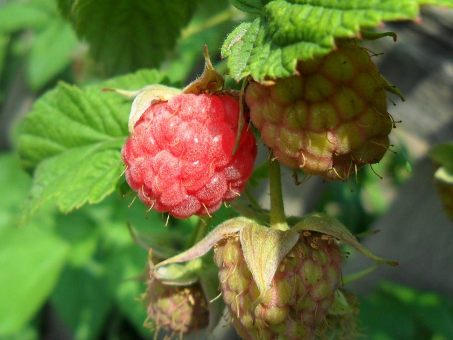 Малина куст