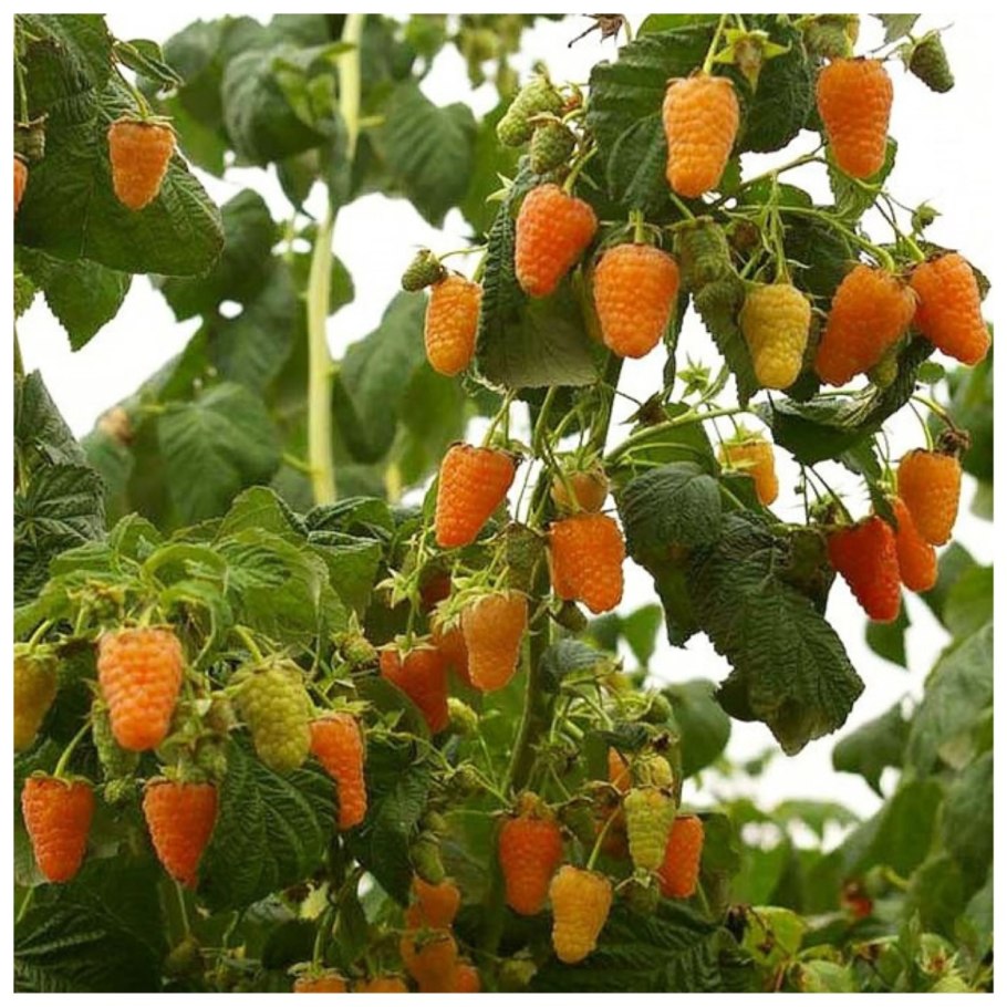 Малиновое дерево желтый гигант