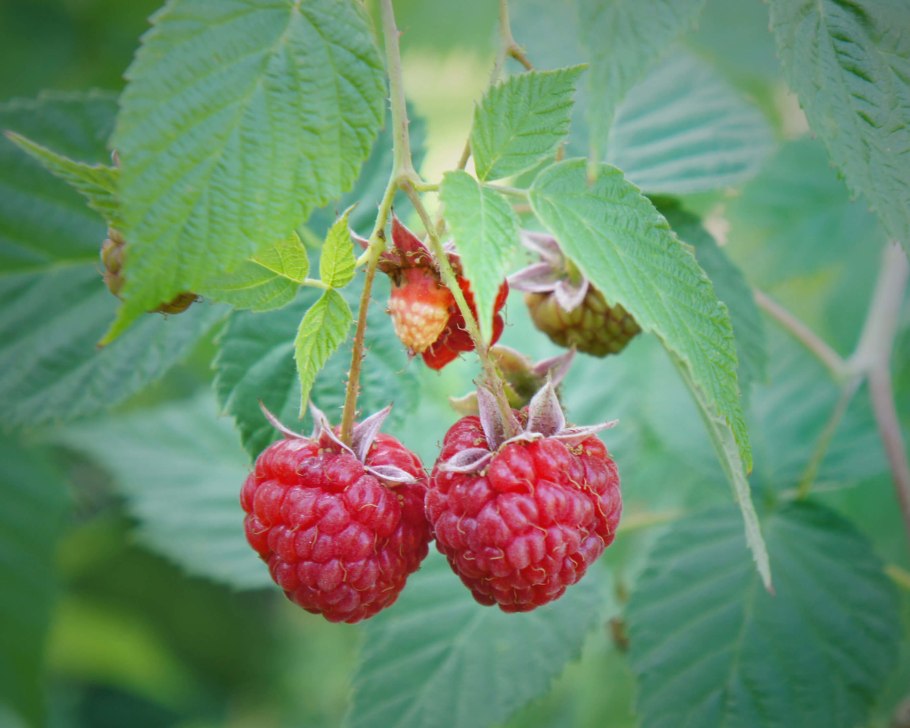 Малина ремонтантная Валентина