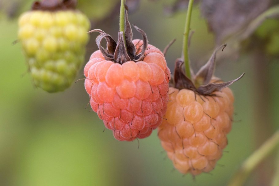 Малина желтая Валентина