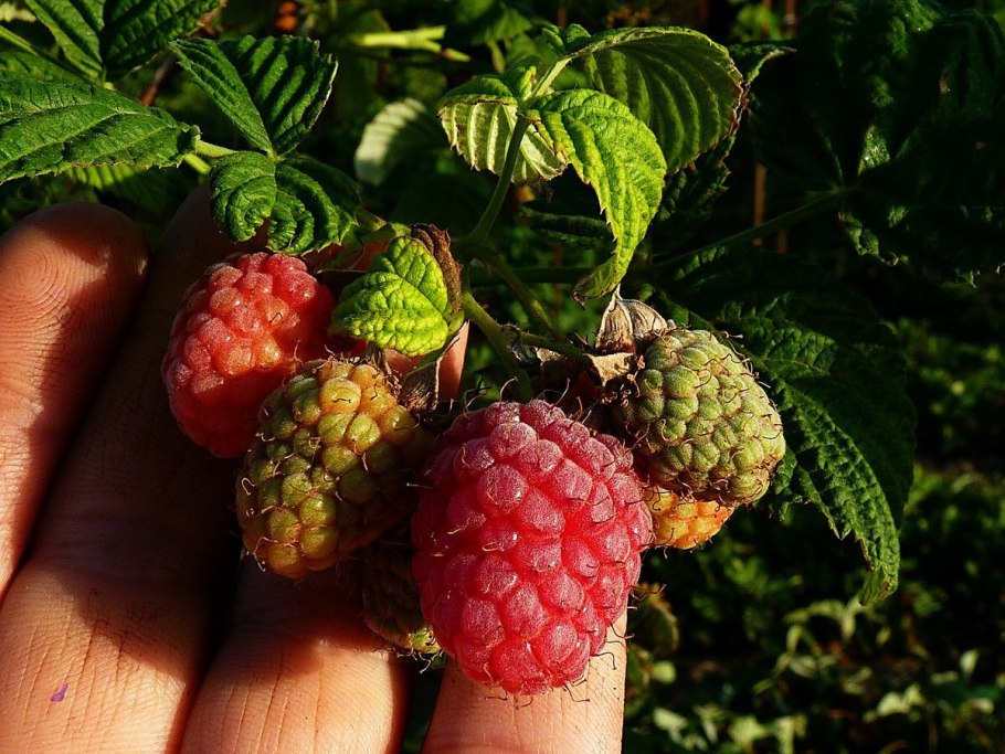 Малина жёлтая ремонтантная оранжевое чудо