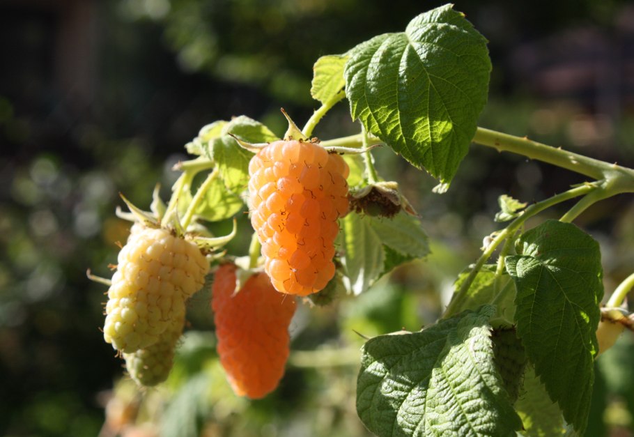 Малина ремонтантная оранжевое чудо