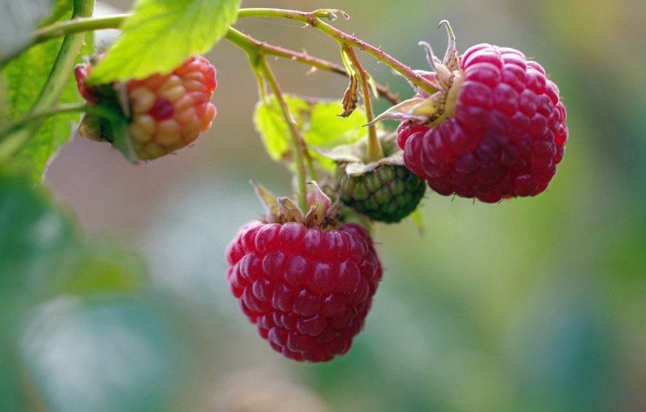 Малина ремонтанная "Геракл"