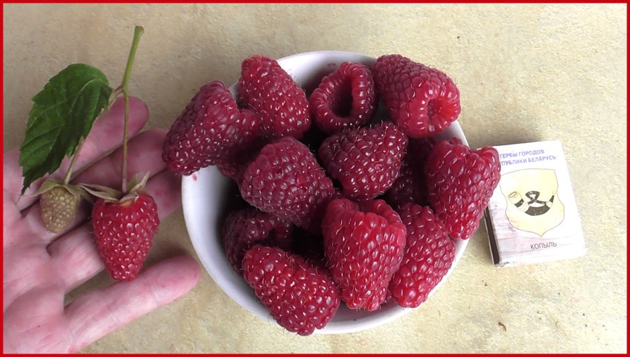 Малина ремонтантная самохвал