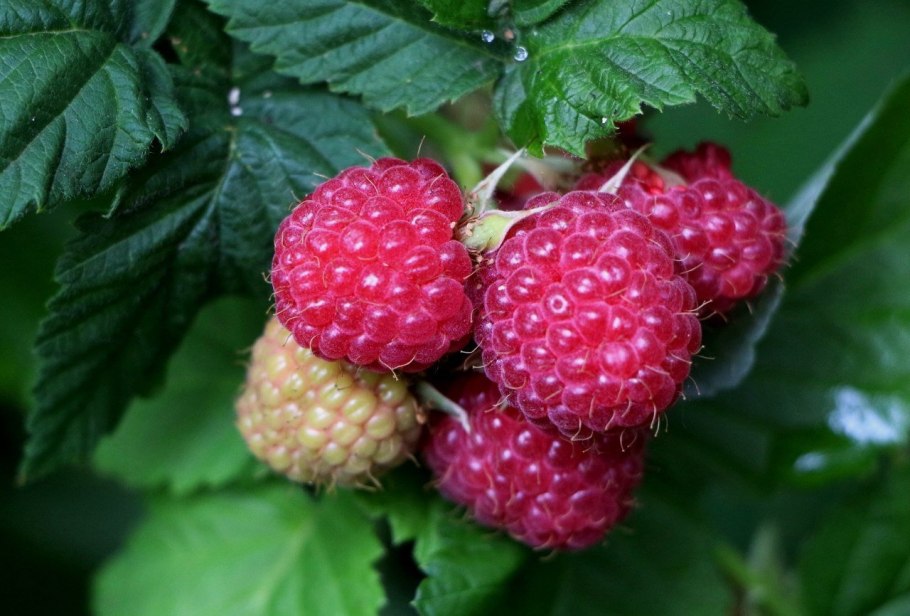 Малина обыкновенная