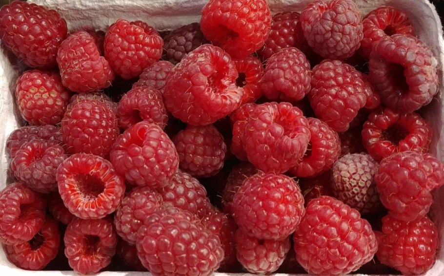 Малина сорт метеор