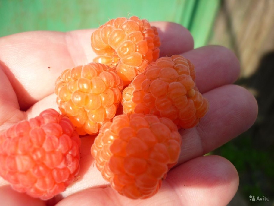 Желтый гигант малина