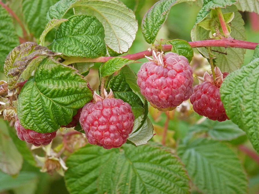 Горсть малины