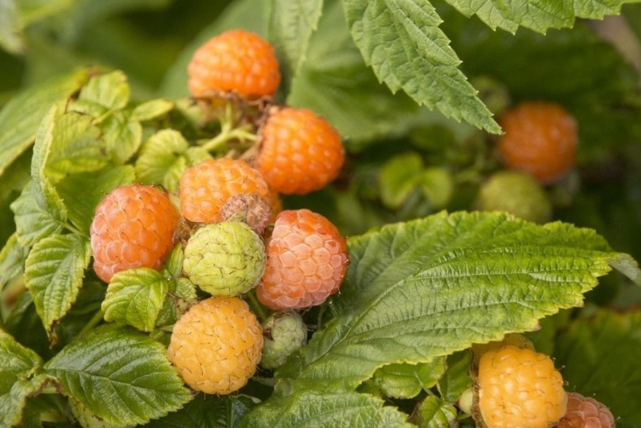 Малина ремонтантная желтый гигант