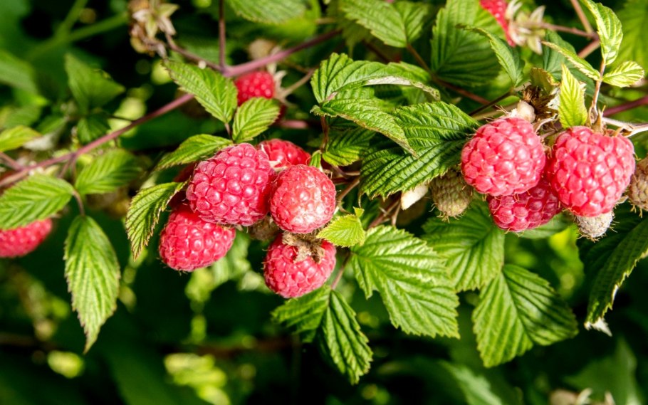 Кустарник малина