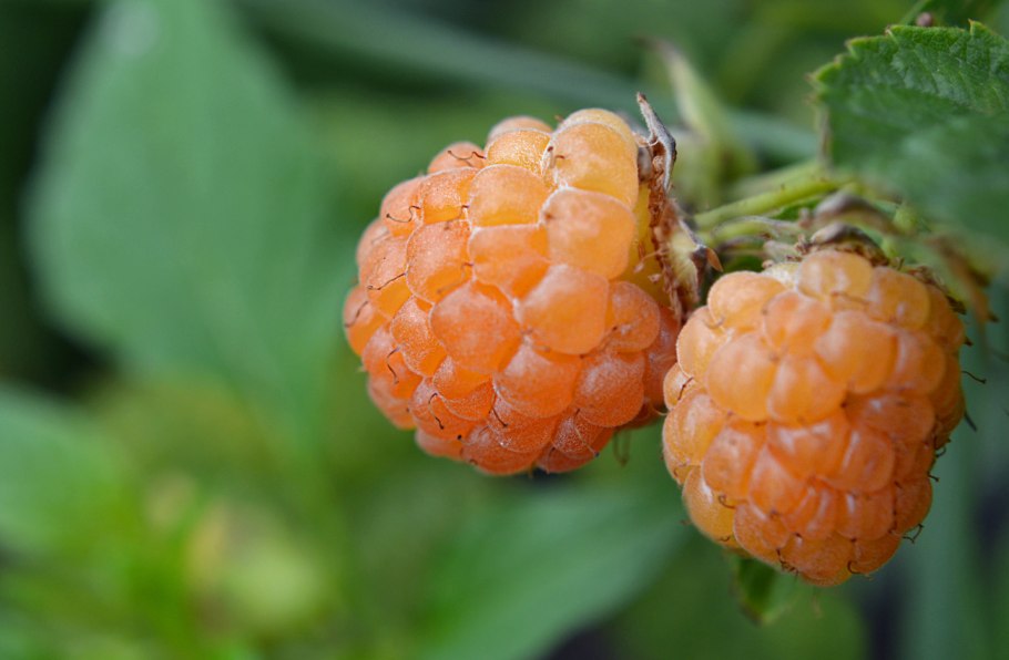 Малина ремонтантная абрикосовая