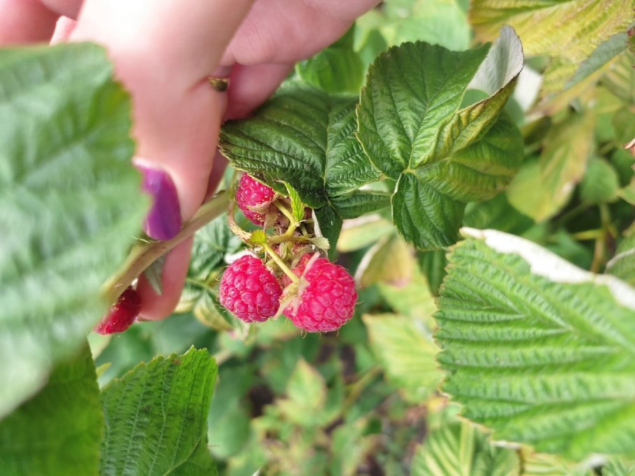 Малина ремонтантная оранжевое чудо