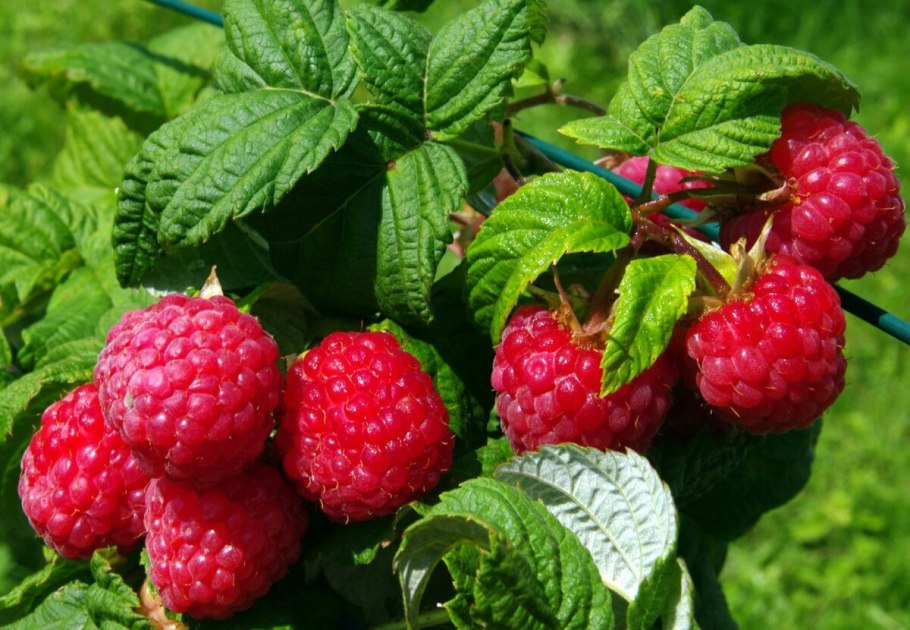 Ремонтантная малина