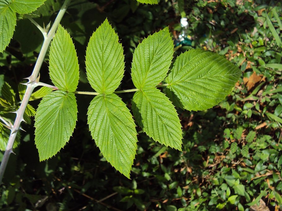Малина ремонтантная Геракл