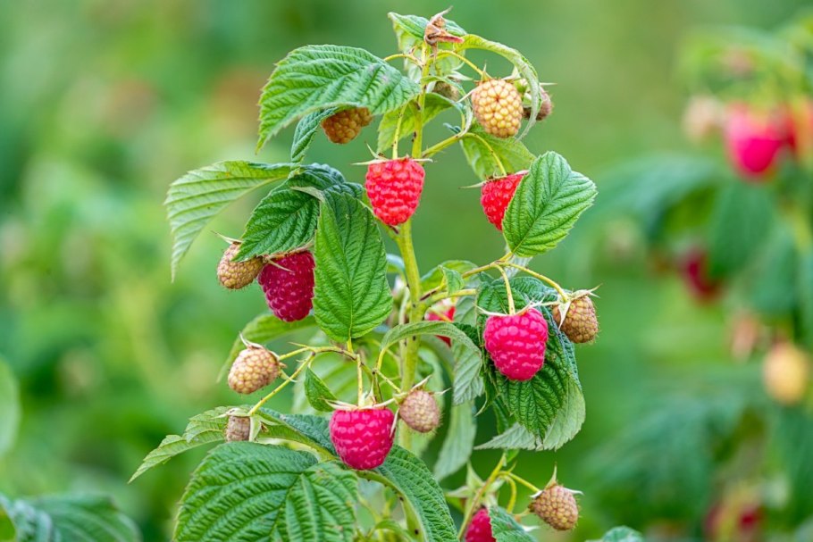 Малина rubus idaeus