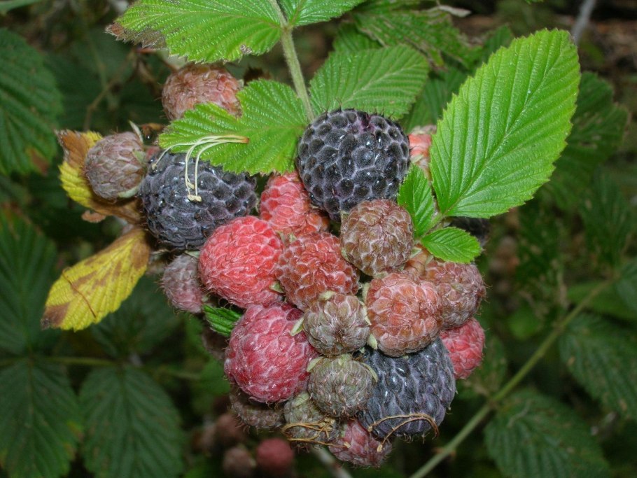 Rubus doornloos