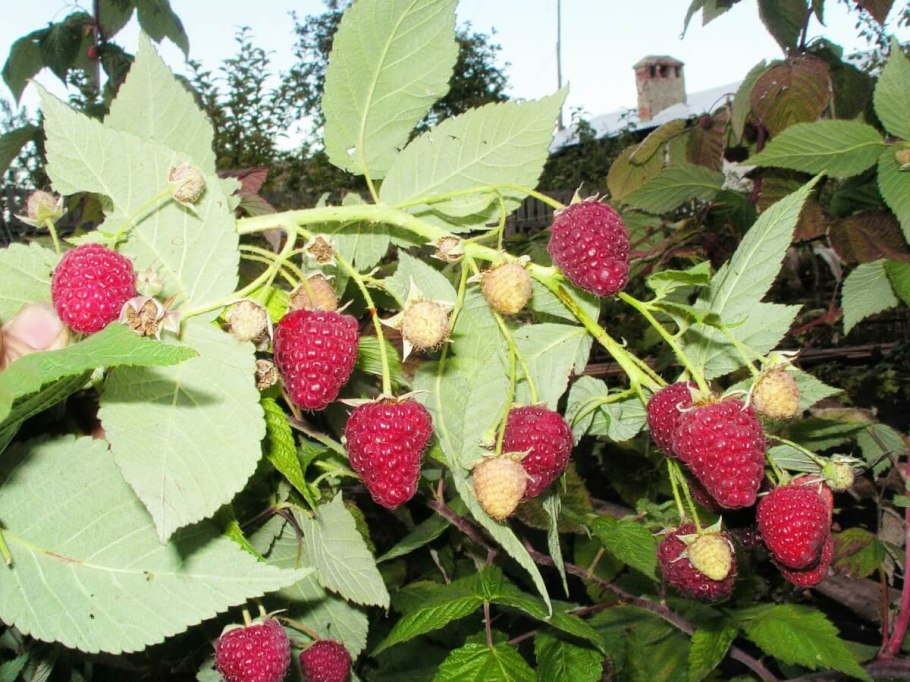 Малина перспективные сорта Маросейка