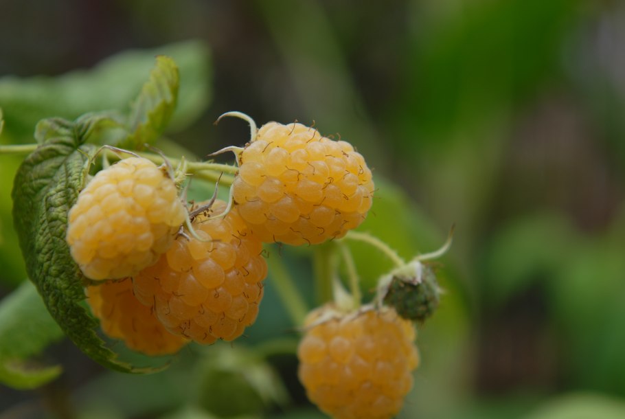 Малина ремонтантная желтый гигант