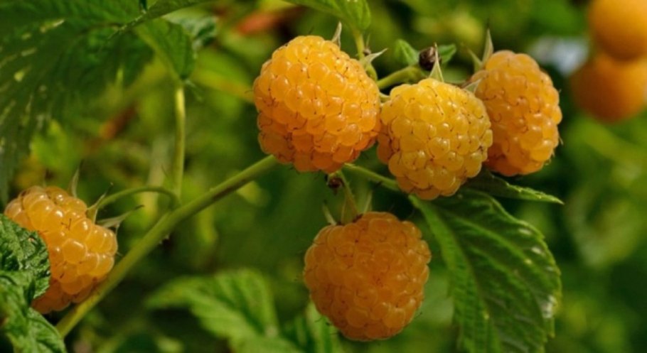 Малина желтый гигант