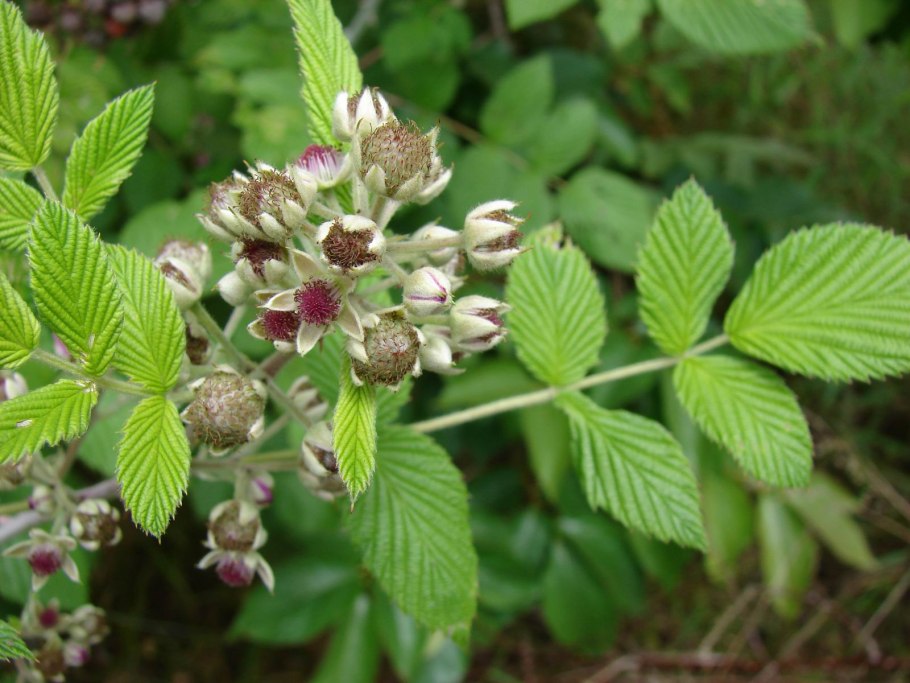 Rubus niveus