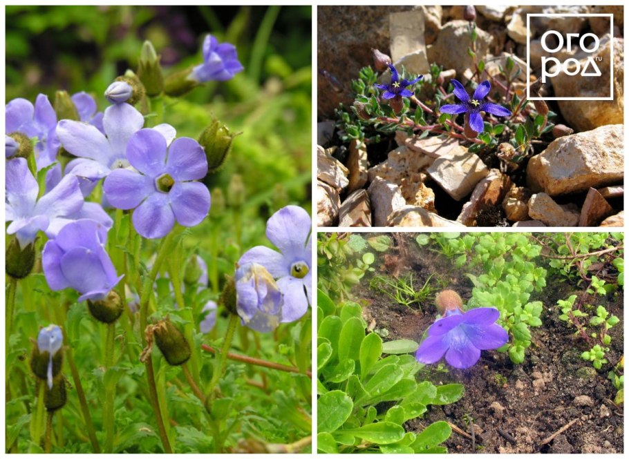 Cyananthus macrocalyx