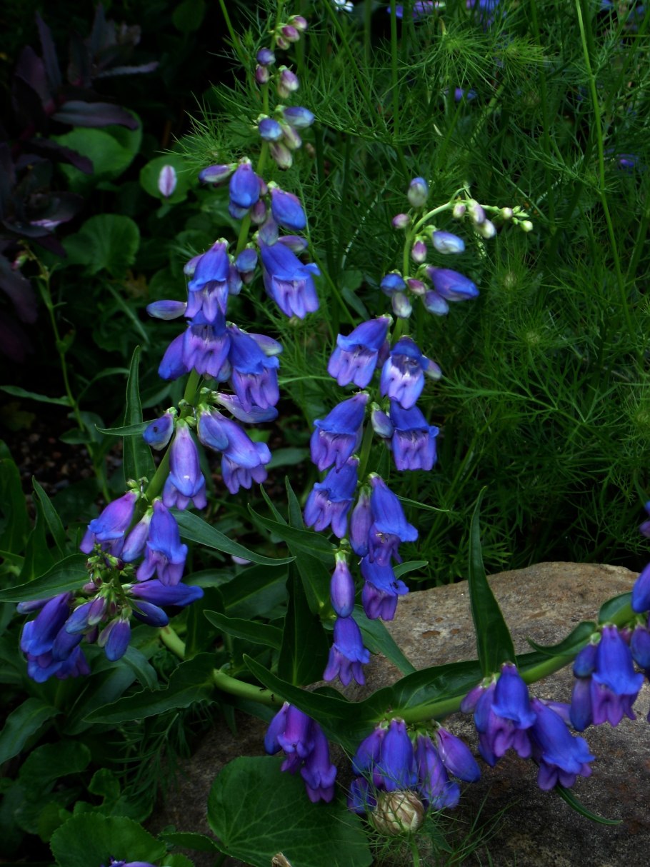 Колокольчик персиколистный