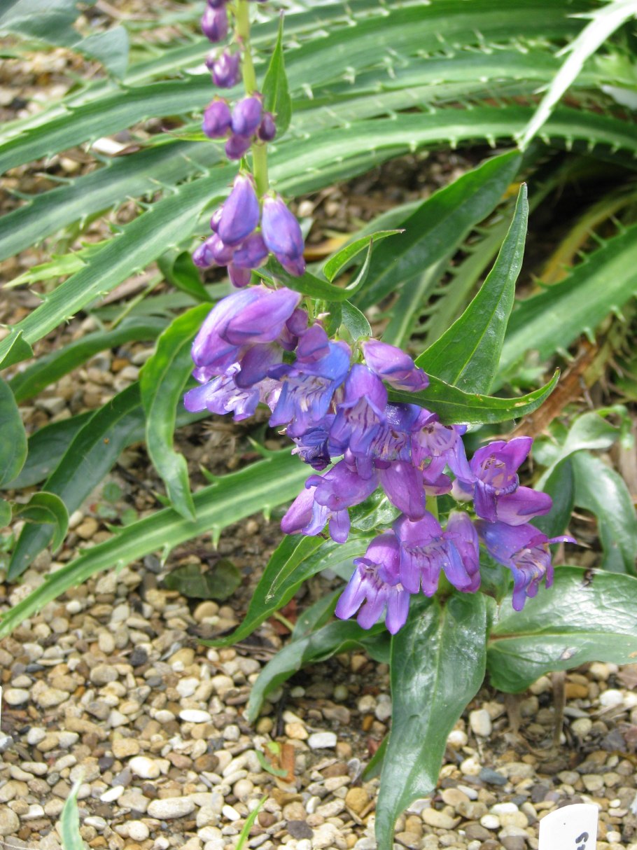 Пенстемон многолетний синий