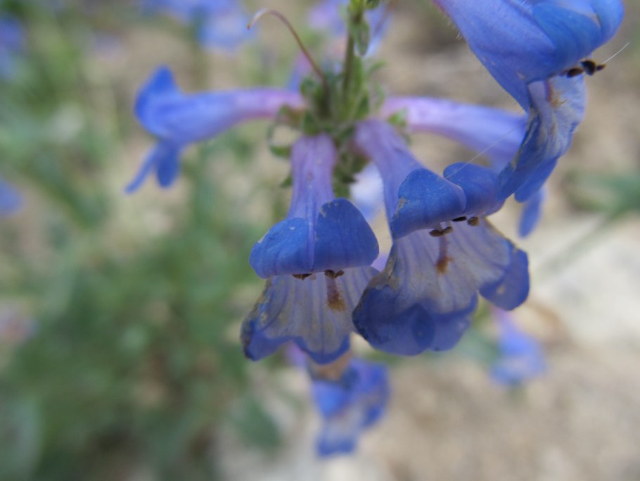 Penstemon Cyananthus