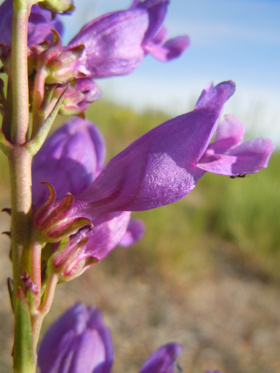 Penstemon Cyananthus