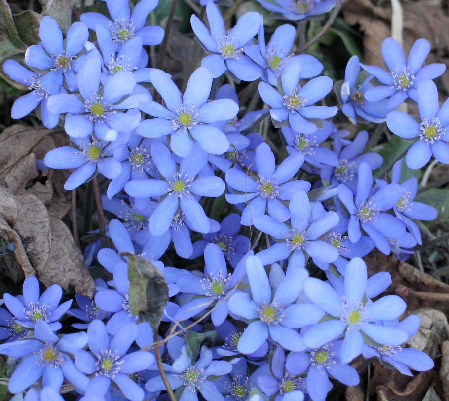 Печеночница многолетняя