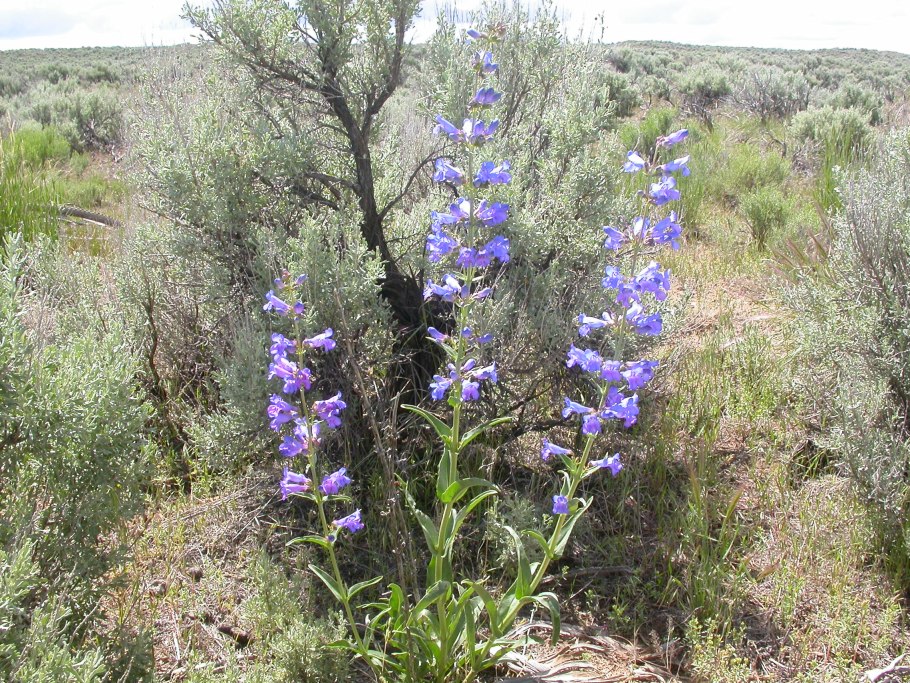 Penstemon Cyananthus