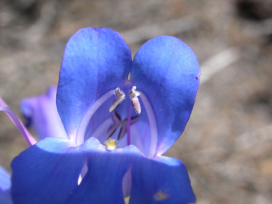 Cyananthus Incanus