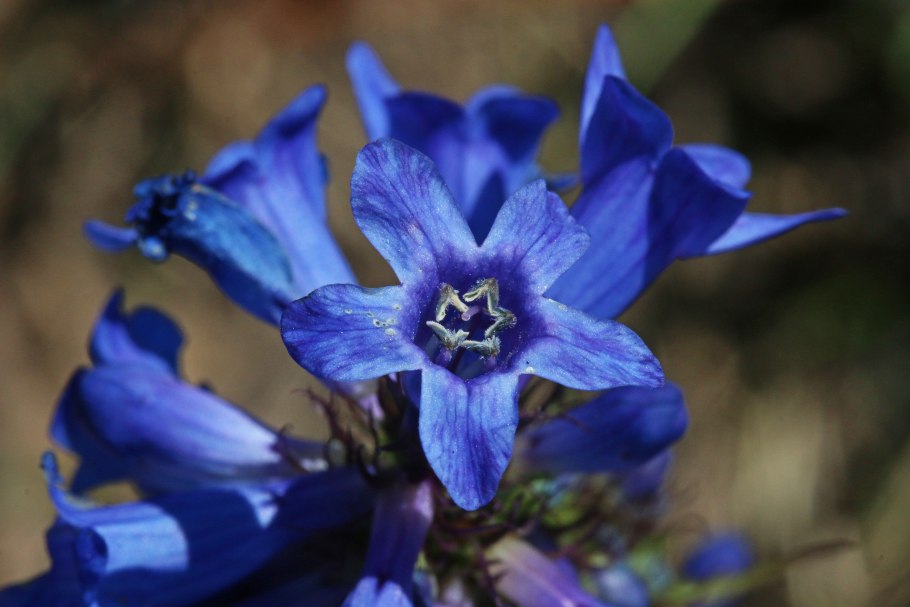 Цианантус (Cyananthus) сем. Колокольчиковые растение цветок