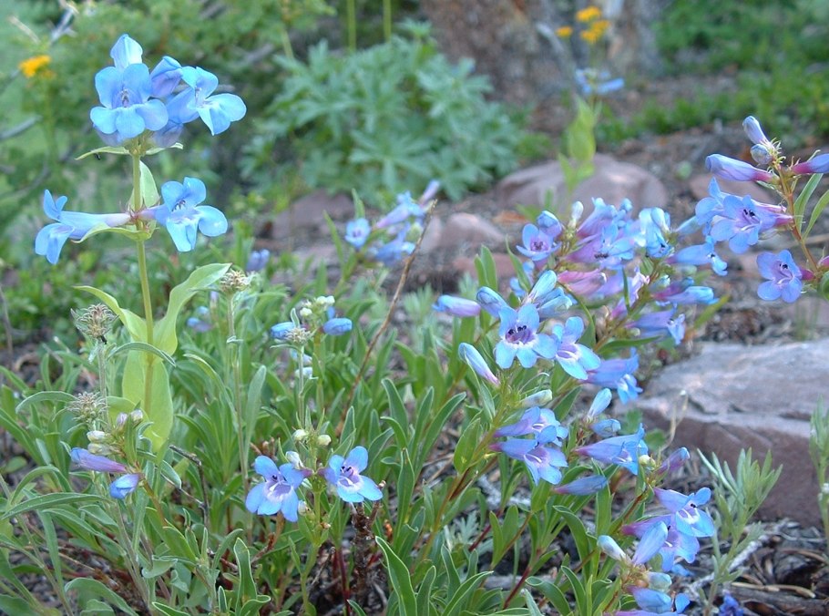 Симбельминия цветок фото