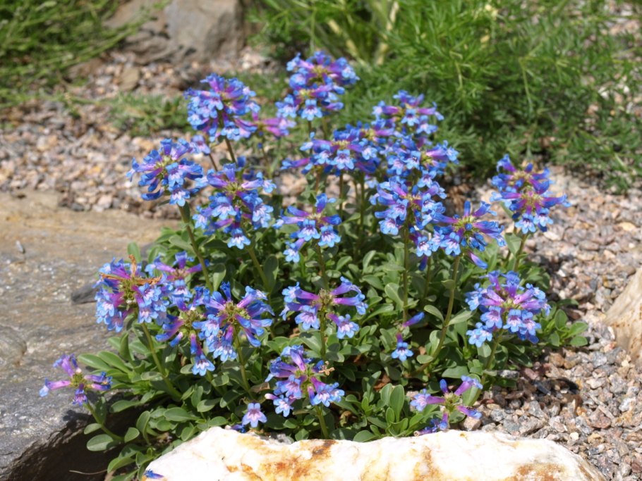 Незабудка Лесная Форгетминот