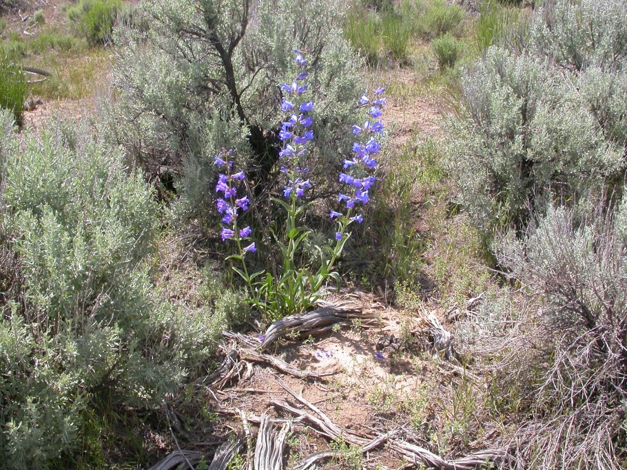Цианантус (Cyananthus) сем. Колокольчиковые растение цветок