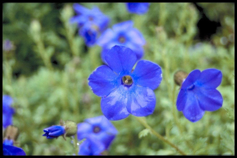 Цианантус цветение