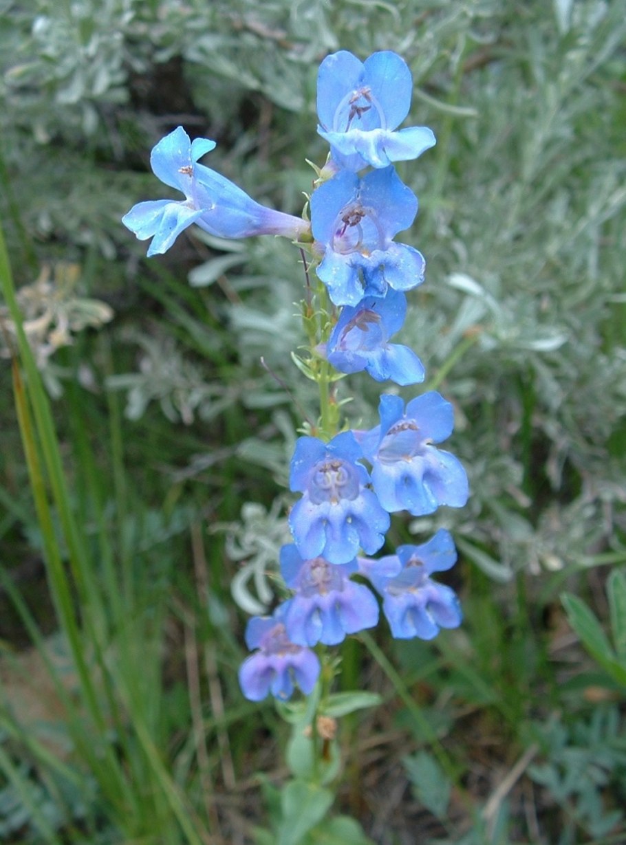 Пенстемон Хевенли Блю