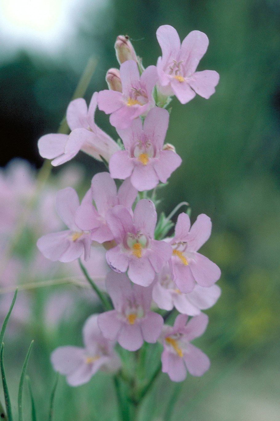 Penstemon auriberbis
