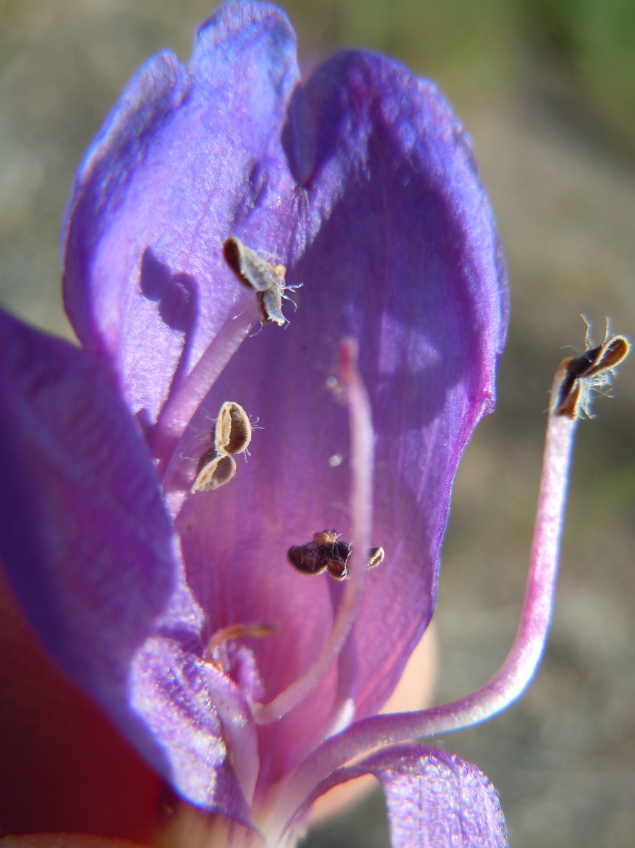 Penstemon Cyananthus