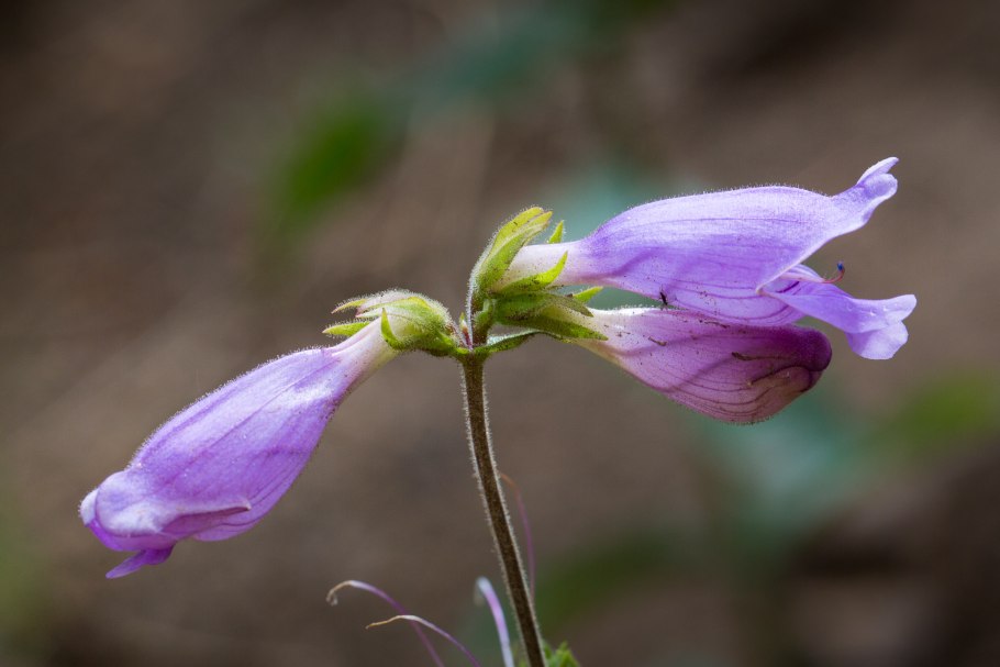 Penstemon duchesnensis