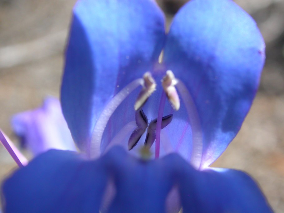 Цианантус (Cyananthus) сем. Колокольчиковые растение цветок