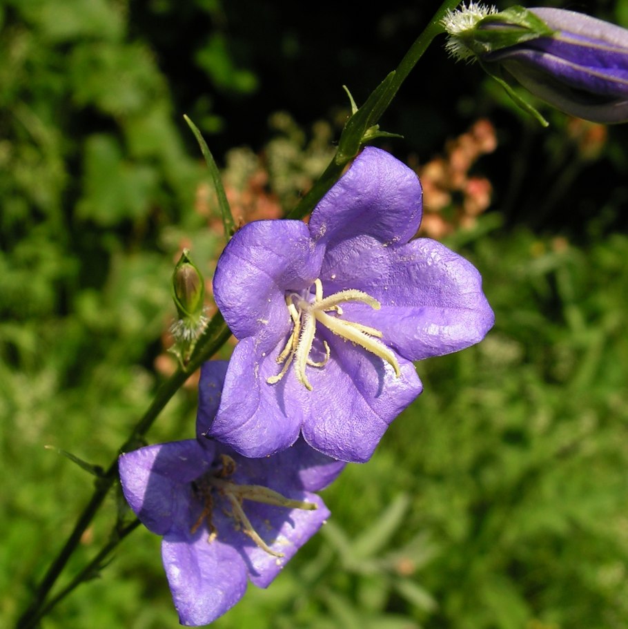 Анемона ветреница белая