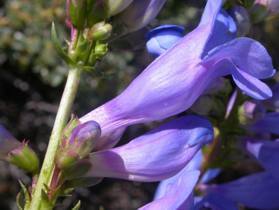 Penstemon Cyananthus