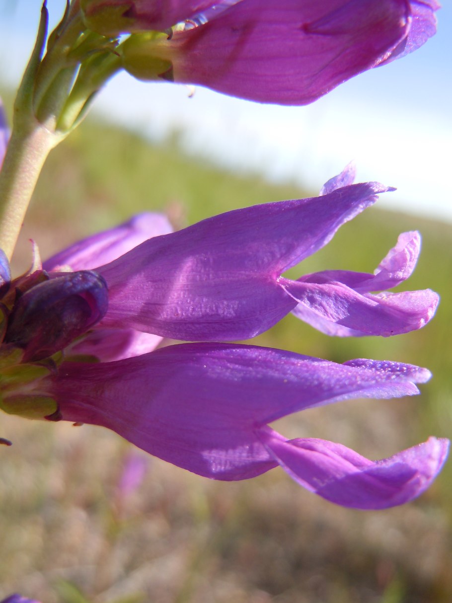 Пенстемон Дэвидсона