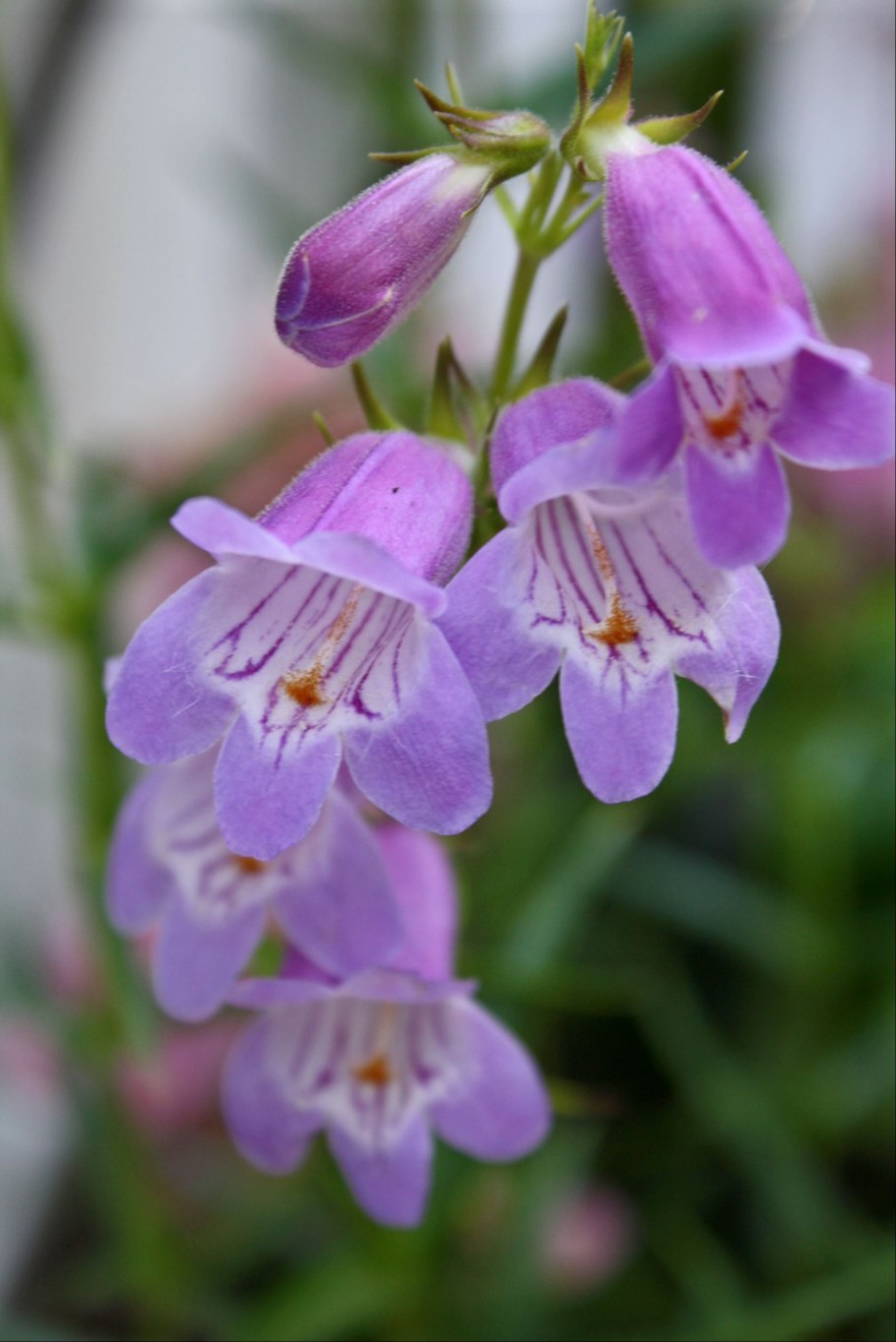 Пенстемон уинтский