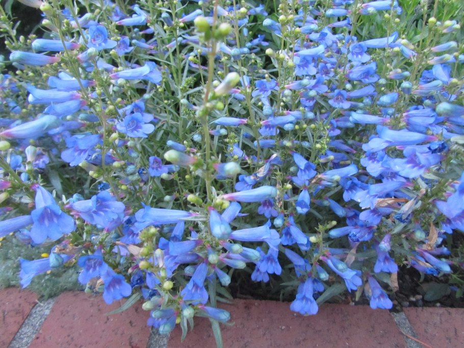 Пенстемон почвопокровный синий