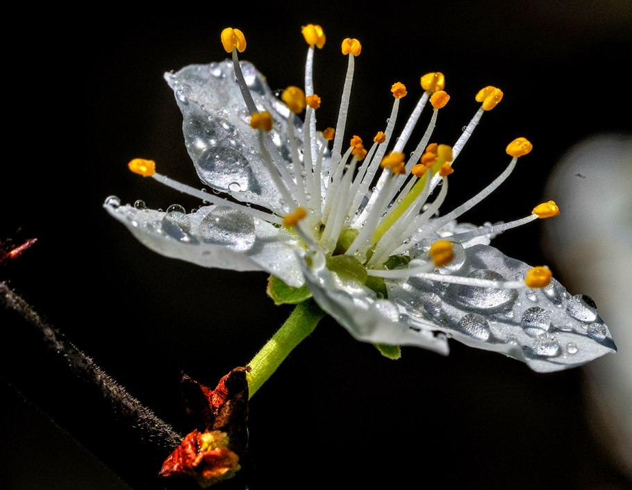 Весенние цветы