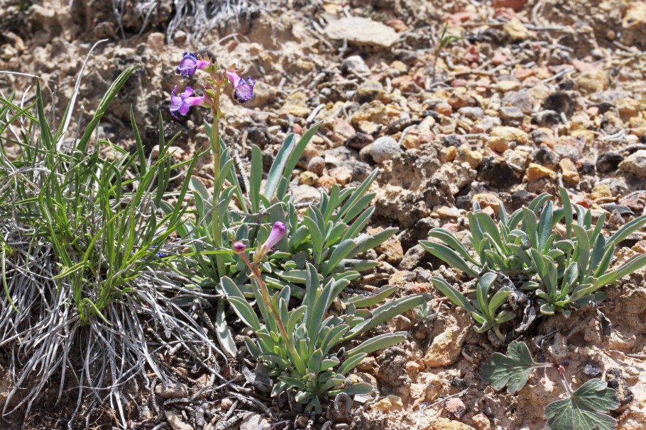 Penstemon uintahensis