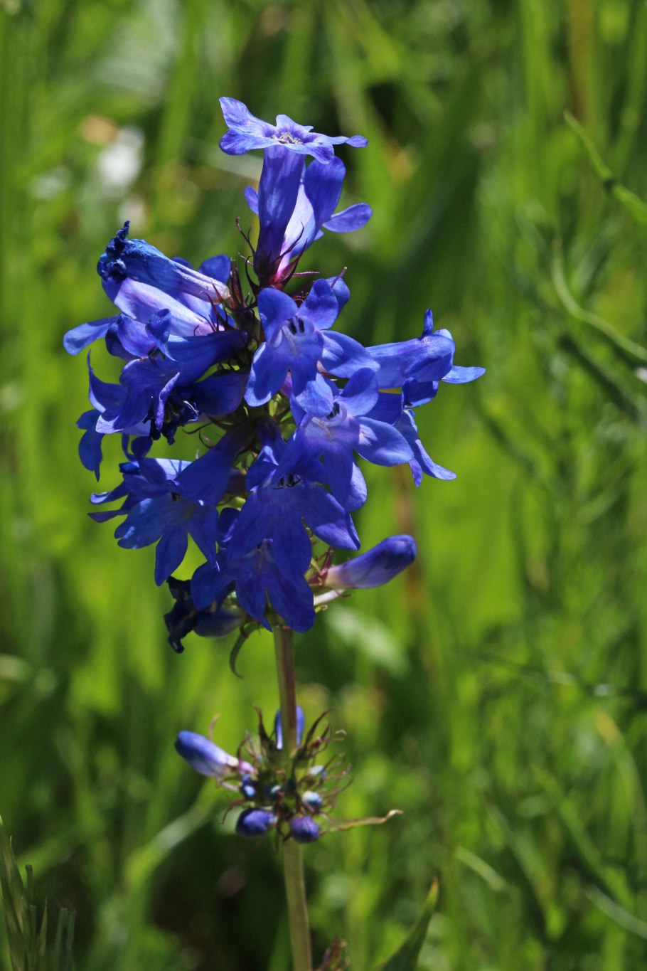 Пенстемон колокольчатый